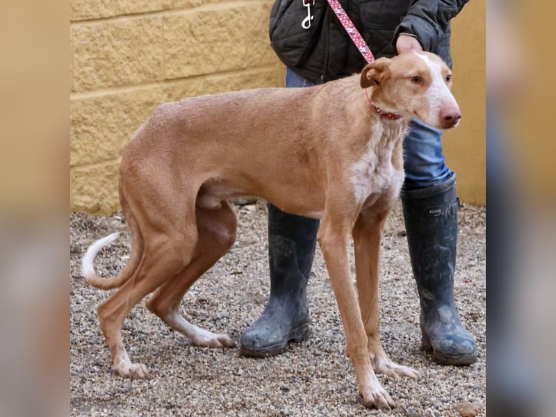 Noa - aufmerksam, verschmust und bewegungsfreudig