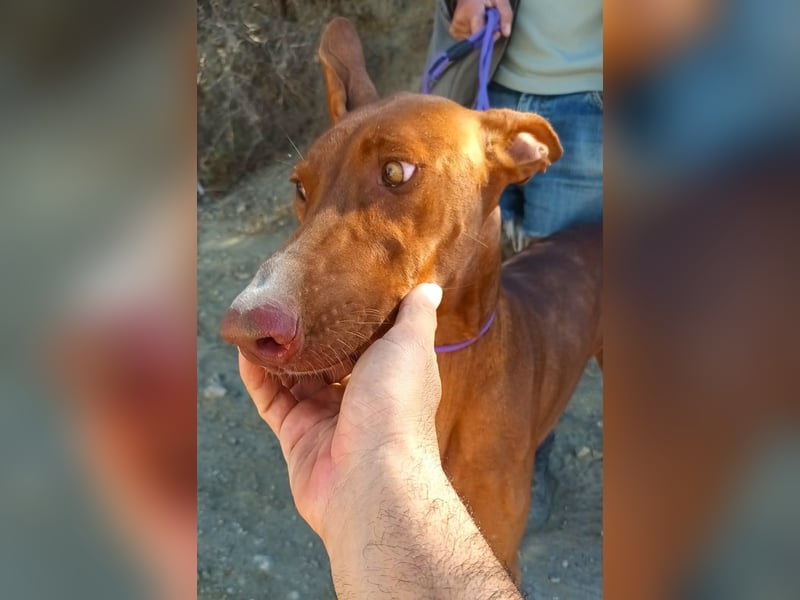Siena - Podenco Andaluz - zutraulich, lernwillig, freundlich