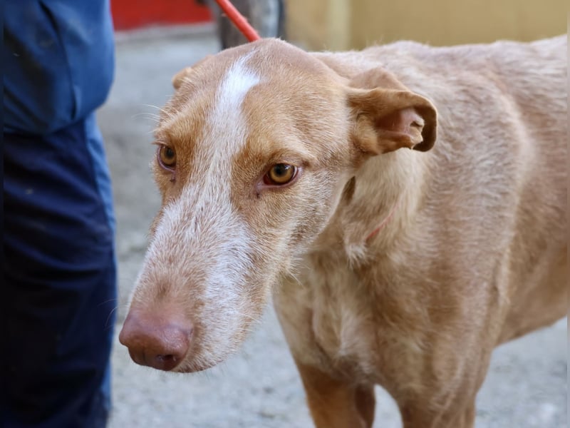Noa - aufmerksam, verschmust und bewegungsfreudig
