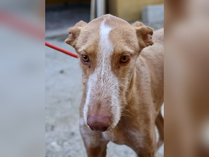 Noa - aufmerksam, verschmust und bewegungsfreudig