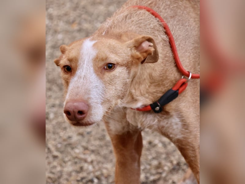 Noa - aufmerksam, verschmust und bewegungsfreudig