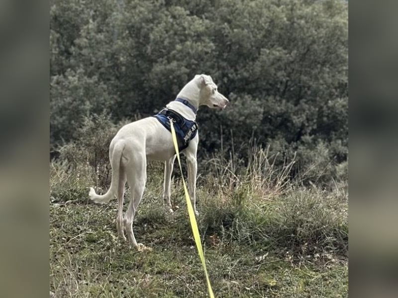 Loki ein Menschen liebender aktiver Hundebub
