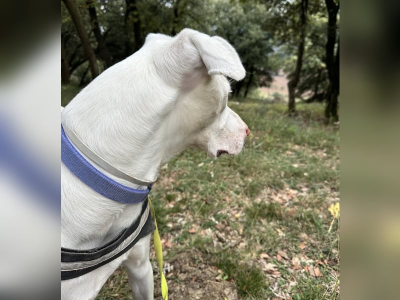 Loki ein Menschen liebender aktiver Hundebub