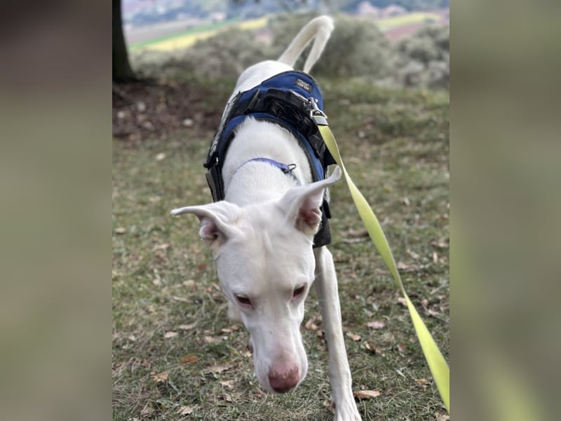 Loki ein Menschen liebender aktiver Hundebub