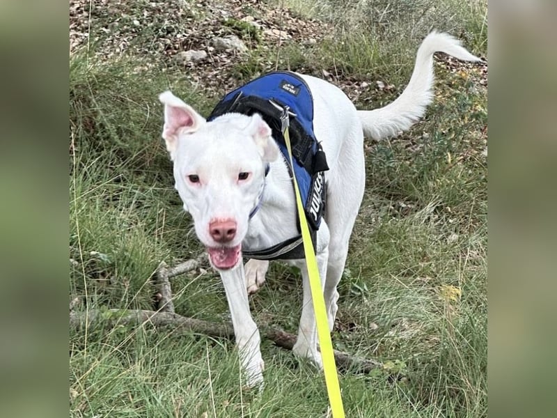 Loki ein Menschen liebender aktiver Hundebub