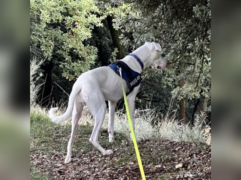 Loki ein Menschen liebender aktiver Hundebub