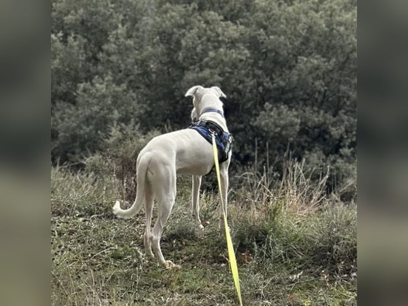 Loki ein Menschen liebender aktiver Hundebub