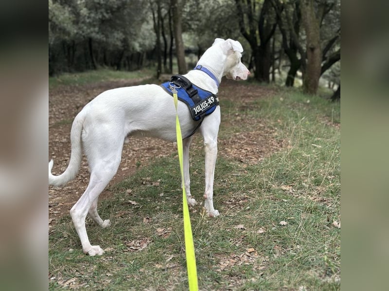 Loki ein Menschen liebender aktiver Hundebub