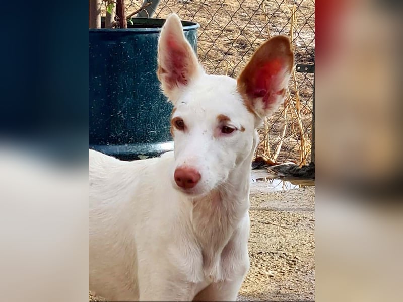 LISSY- süße, zarte, sanfte Hundemaus sucht liebevolles Zuhause