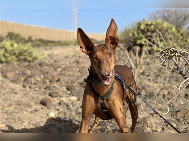 Podenco Hündin Camila sucht neues Zuhause