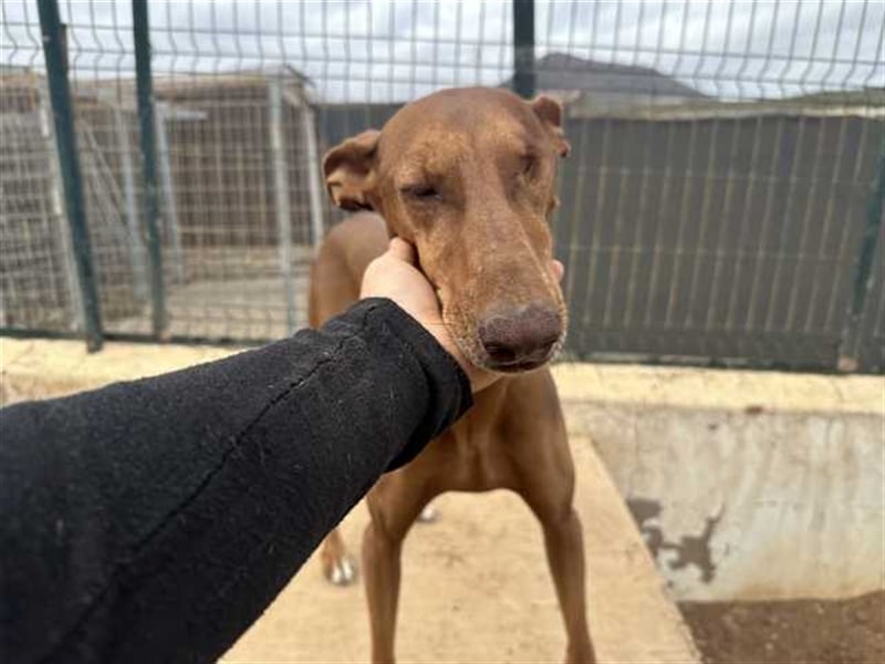 Podenco Hündin Camila sucht neues Zuhause