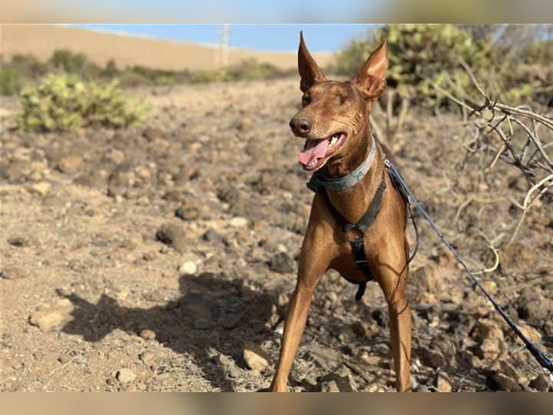 Podenco Hündin Camila sucht neues Zuhause