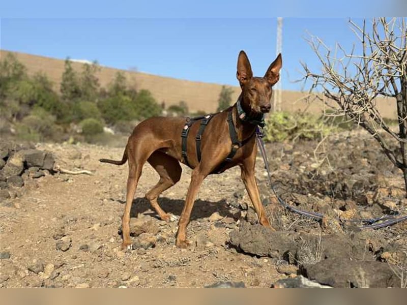 Podenco Hündin Camila sucht neues Zuhause