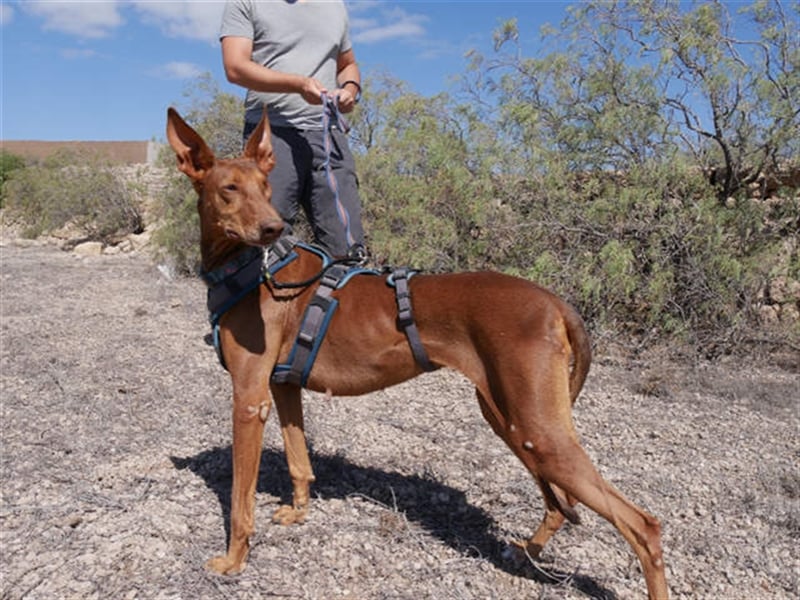 Podenco Hündin Camila sucht neues Zuhause