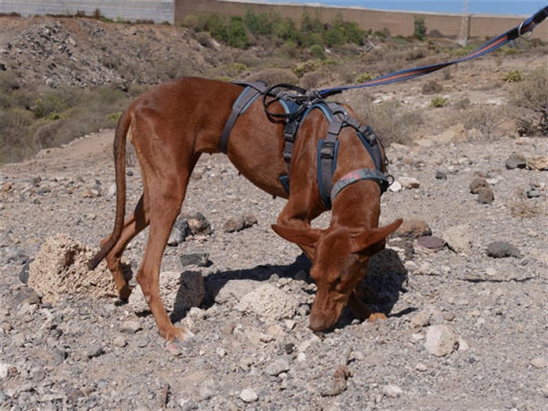 Podenco Hündin Camila sucht neues Zuhause