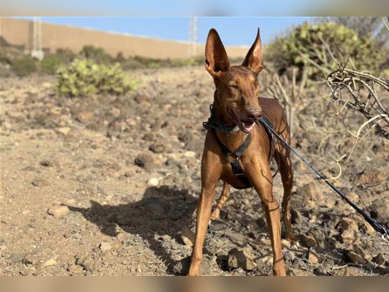 Podenco Hündin Camila sucht neues Zuhause