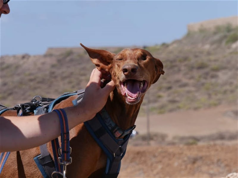 Podenco Hündin Camila sucht neues Zuhause
