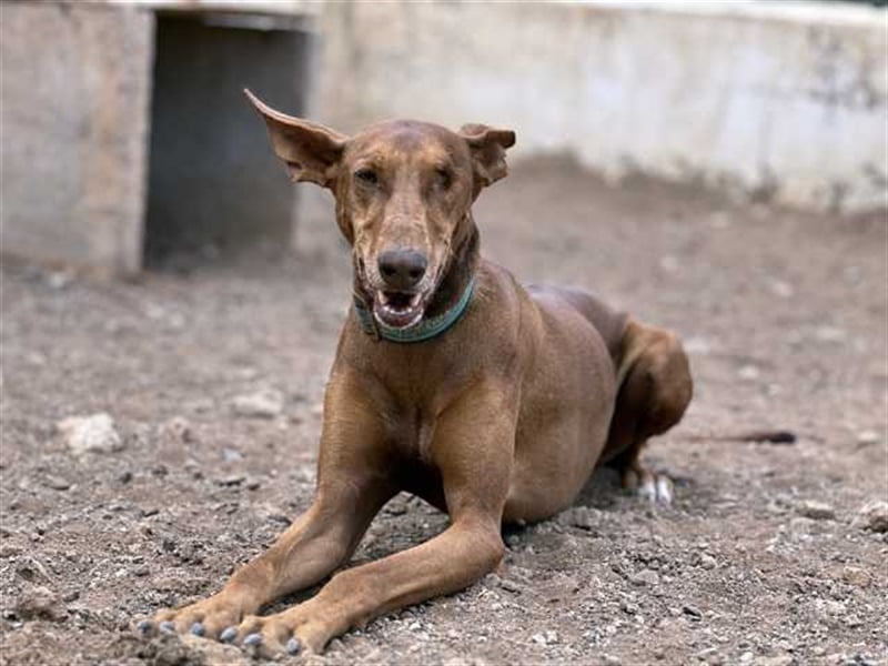 Podenco Hündin Camila sucht neues Zuhause