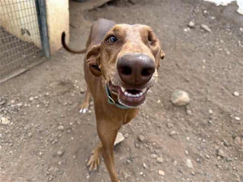 Podenco Hündin Camila sucht neues Zuhause