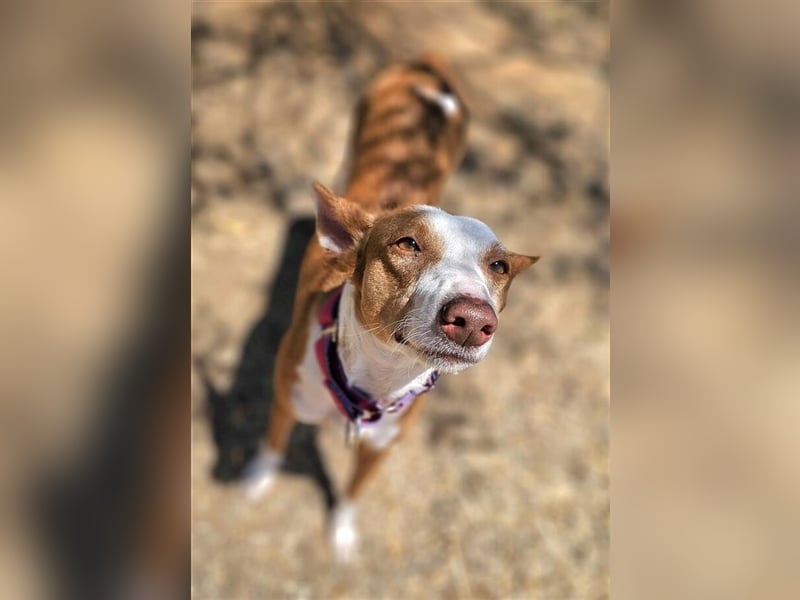 *RESERVIERT* Alba (Spanien) - gesundes Podenco-Mädchen sucht nach Für-Immer-Zuhause