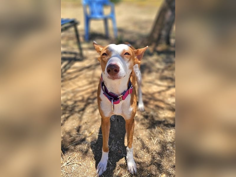 *RESERVIERT* Alba (Spanien) - gesundes Podenco-Mädchen sucht nach Für-Immer-Zuhause