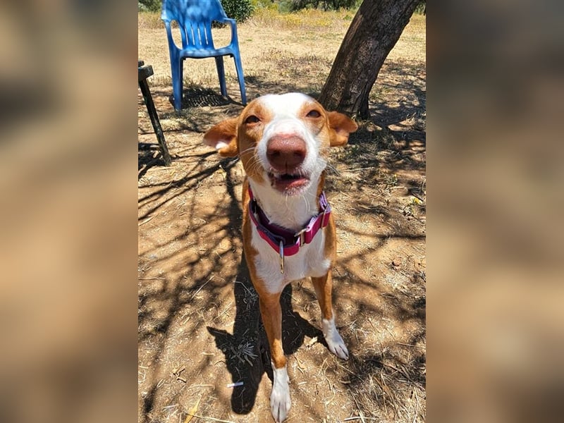 *RESERVIERT* Alba (Spanien) - gesundes Podenco-Mädchen sucht nach Für-Immer-Zuhause
