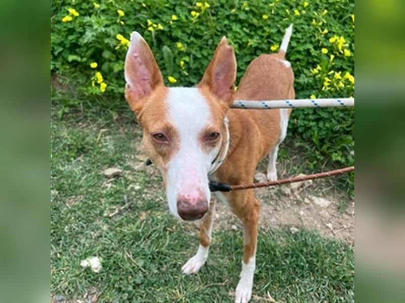 *RESERVIERT* Alba (Spanien) - gesundes Podenco-Mädchen sucht nach Für-Immer-Zuhause