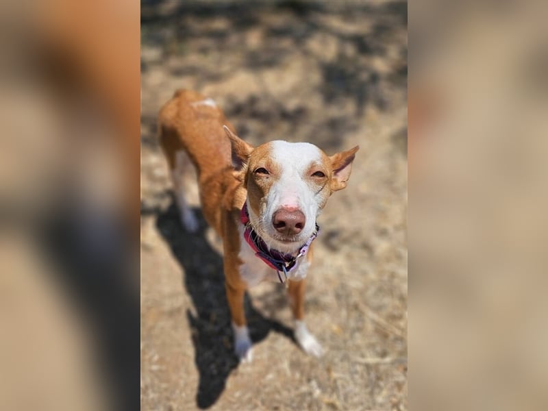 *RESERVIERT* Alba (Spanien) - gesundes Podenco-Mädchen sucht nach Für-Immer-Zuhause