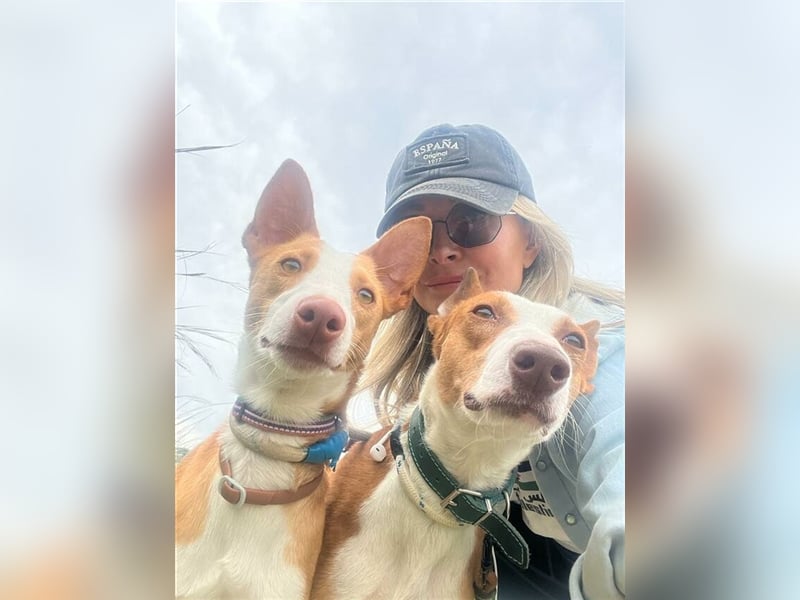 *RESERVIERT* Alba (Spanien) - gesundes Podenco-Mädchen sucht nach Für-Immer-Zuhause