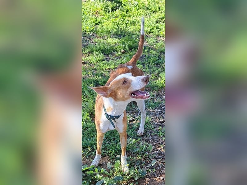*RESERVIERT* Alba (Spanien) - gesundes Podenco-Mädchen sucht nach Für-Immer-Zuhause