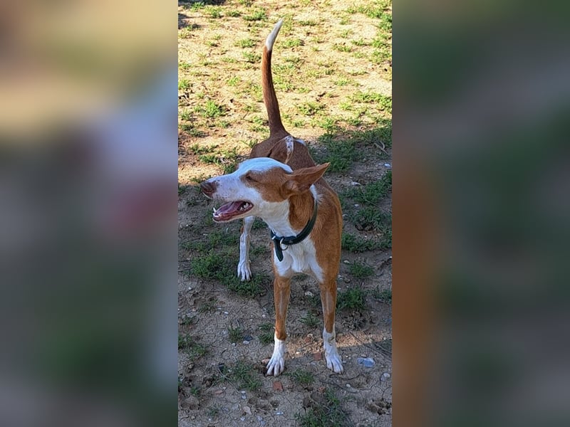 *RESERVIERT* Alba (Spanien) - gesundes Podenco-Mädchen sucht nach Für-Immer-Zuhause