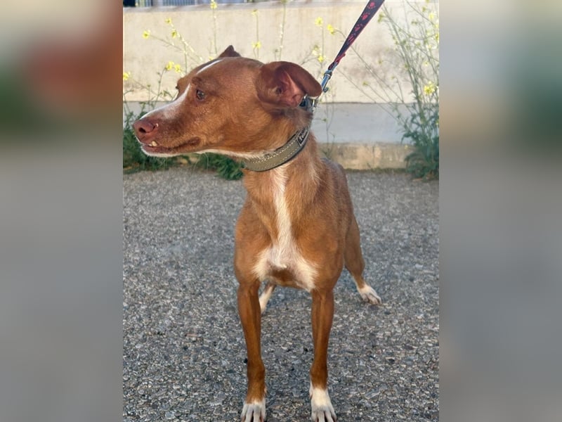 Tina (noch in Spanien)- liebt lange Schläfchen