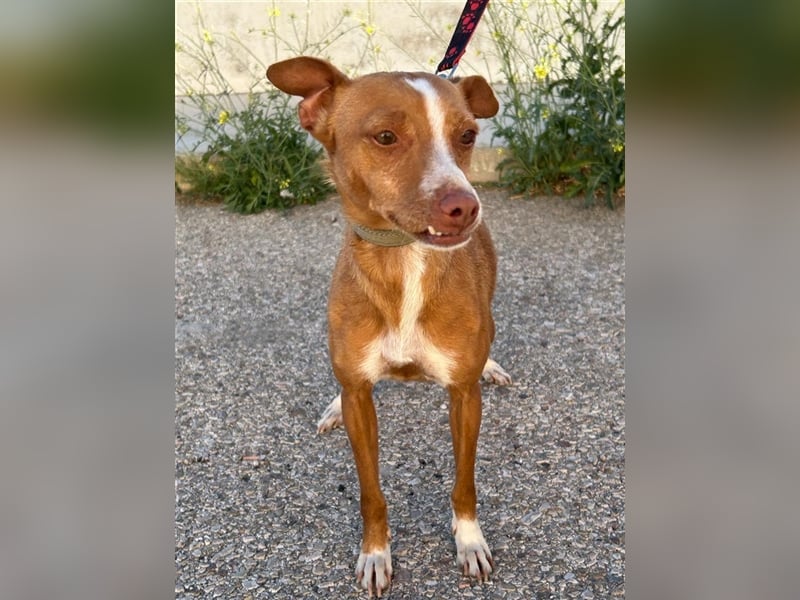 Tina (noch in Spanien)- liebt lange Schläfchen