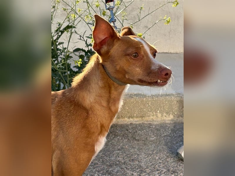 Tina (noch in Spanien)- liebt lange Schläfchen