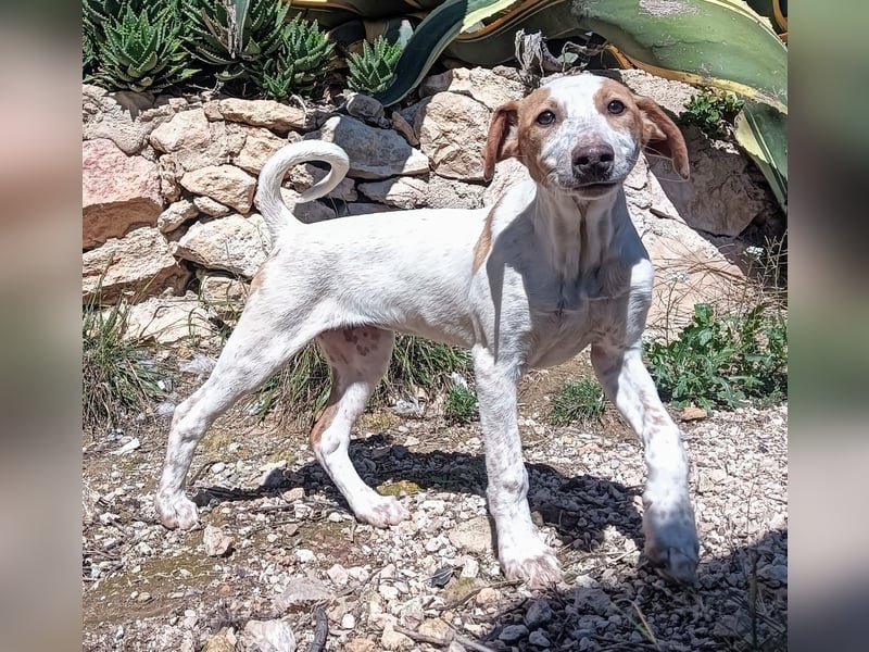 Qurilige freundliche NOLA sucht liebevolles Zuhause