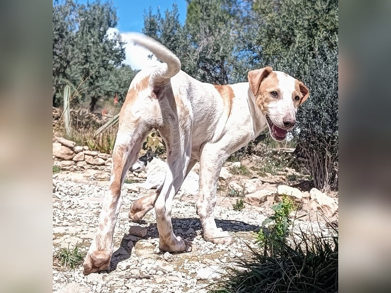 Qurilige freundliche NOLA sucht liebevolles Zuhause