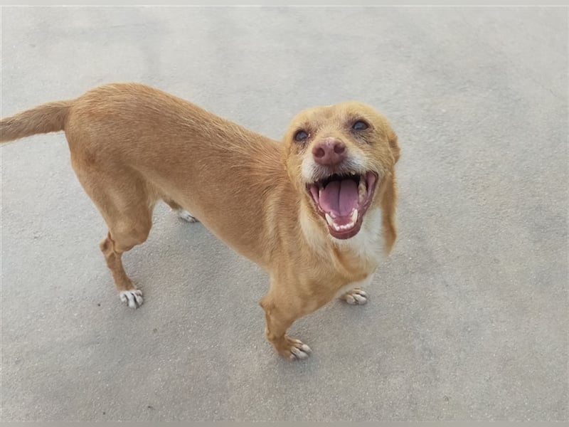 Gillia
