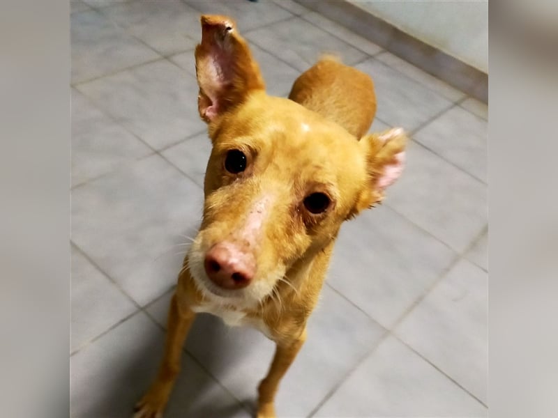 Gillia