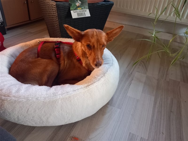 Estrella - wartet in 97519 Riedbach