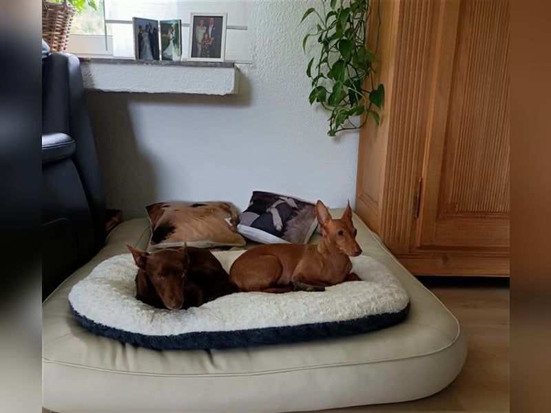 Lovely - fröhlich, unbekümmert, verschmust