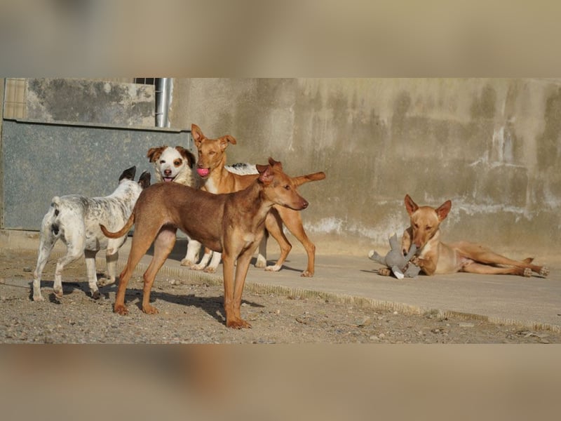 CARLA-alle lieben diese Kuschelmaus - wo ist ihre liebevolle Familie?