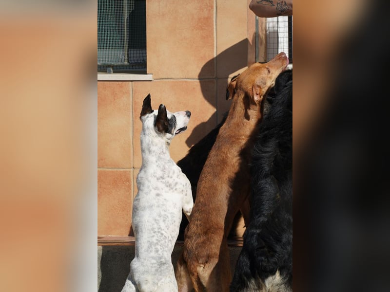 CARLA-alle lieben diese Kuschelmaus - wo ist ihre liebevolle Familie?