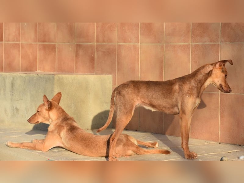 CARLA-alle lieben diese Kuschelmaus - wo ist ihre liebevolle Familie?