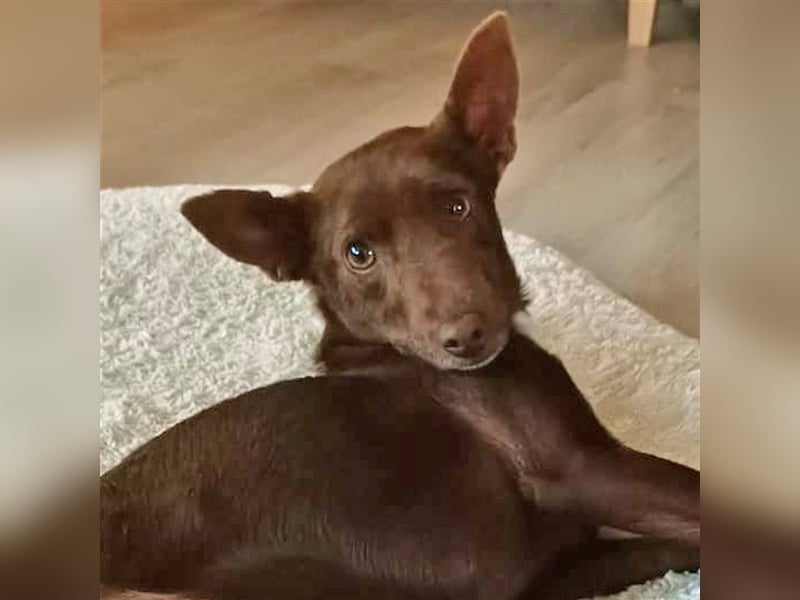 Lovely - fröhlich, unbekümmert, verschmust