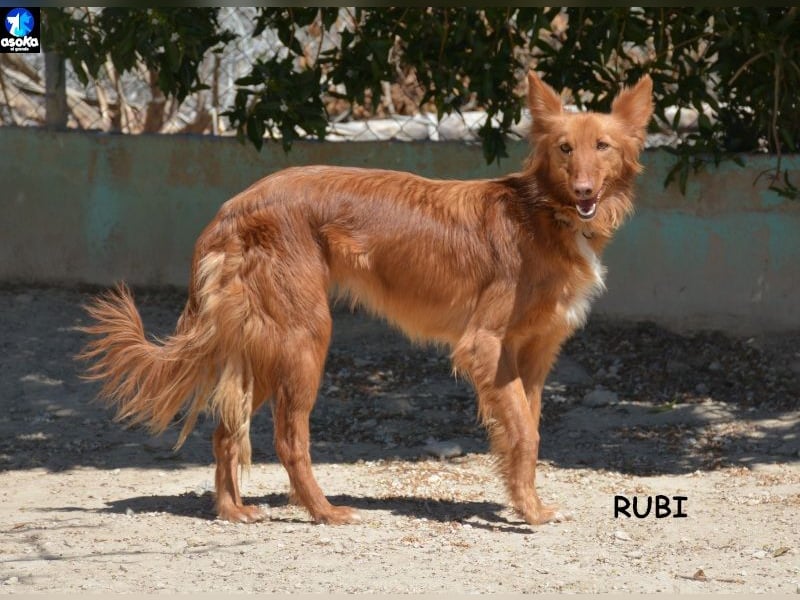 ❤️RUBI❤️