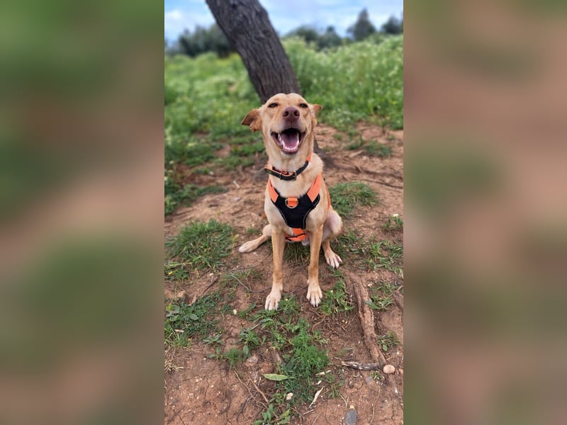 Wendy (Spanien) – sanftes Wesen sucht liebevolles Herz