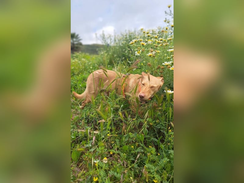 Wendy (Spanien) – sanftes Wesen sucht liebevolles Herz