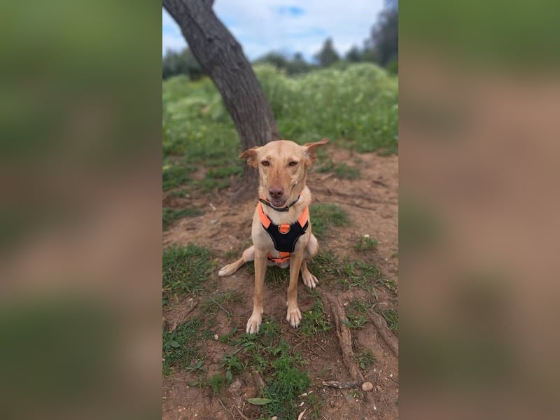 Wendy (Spanien) – sanftes Wesen sucht liebevolles Herz