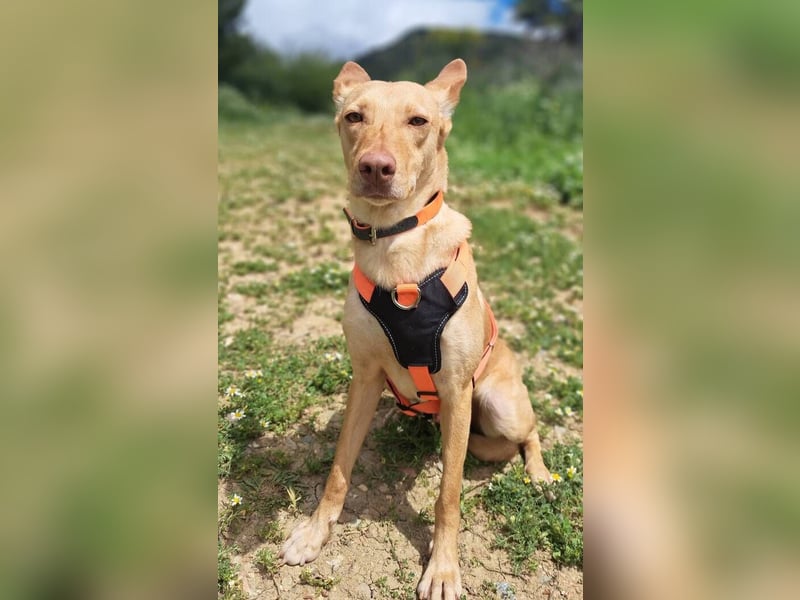 Wendy (Spanien) – sanftes Wesen sucht liebevolles Herz