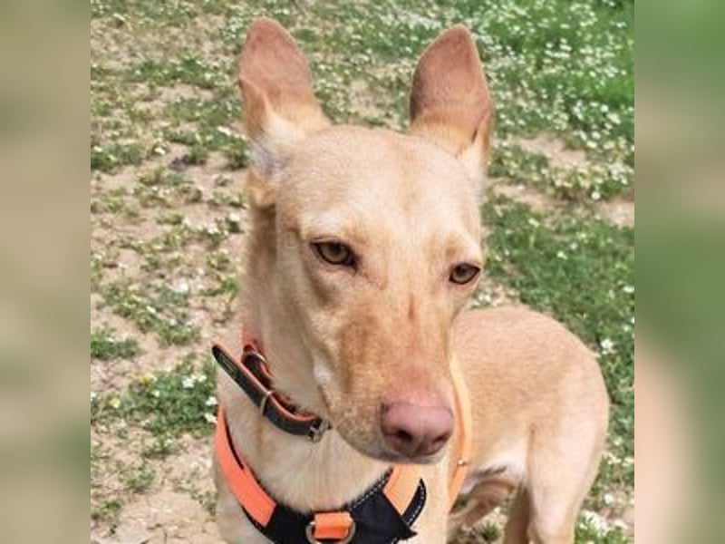 Wendy (Spanien) – sanftes Wesen sucht liebevolles Herz